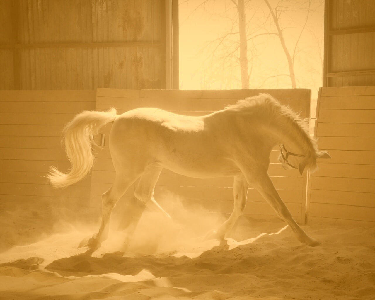 Белая лошадь в загоне обои