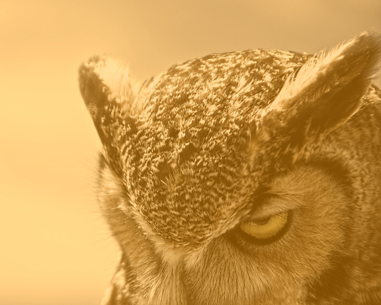 Злая сова обои