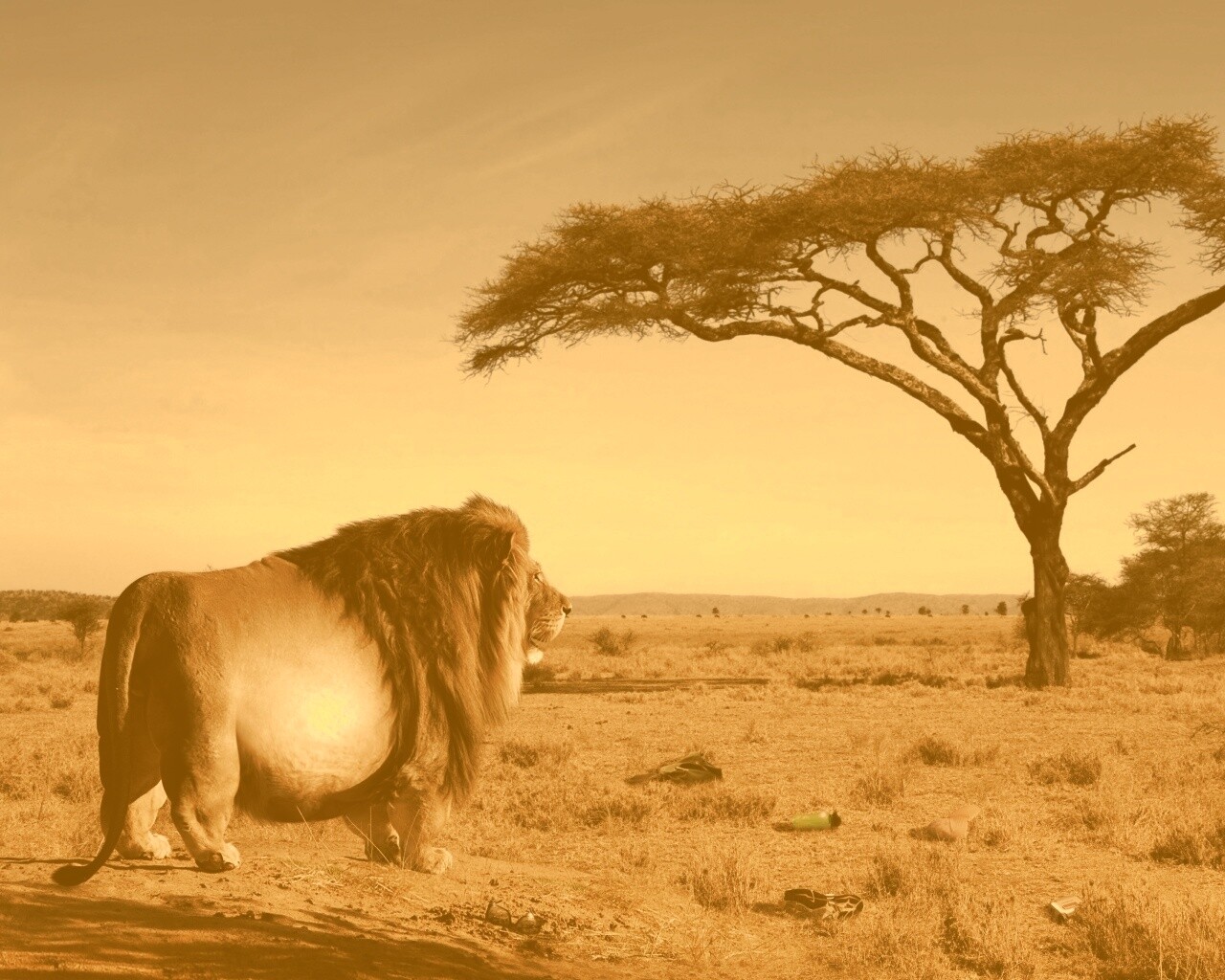 Толстый лев обои