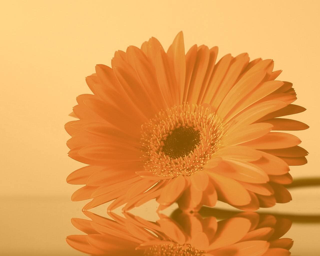 Гербер на стекле обои