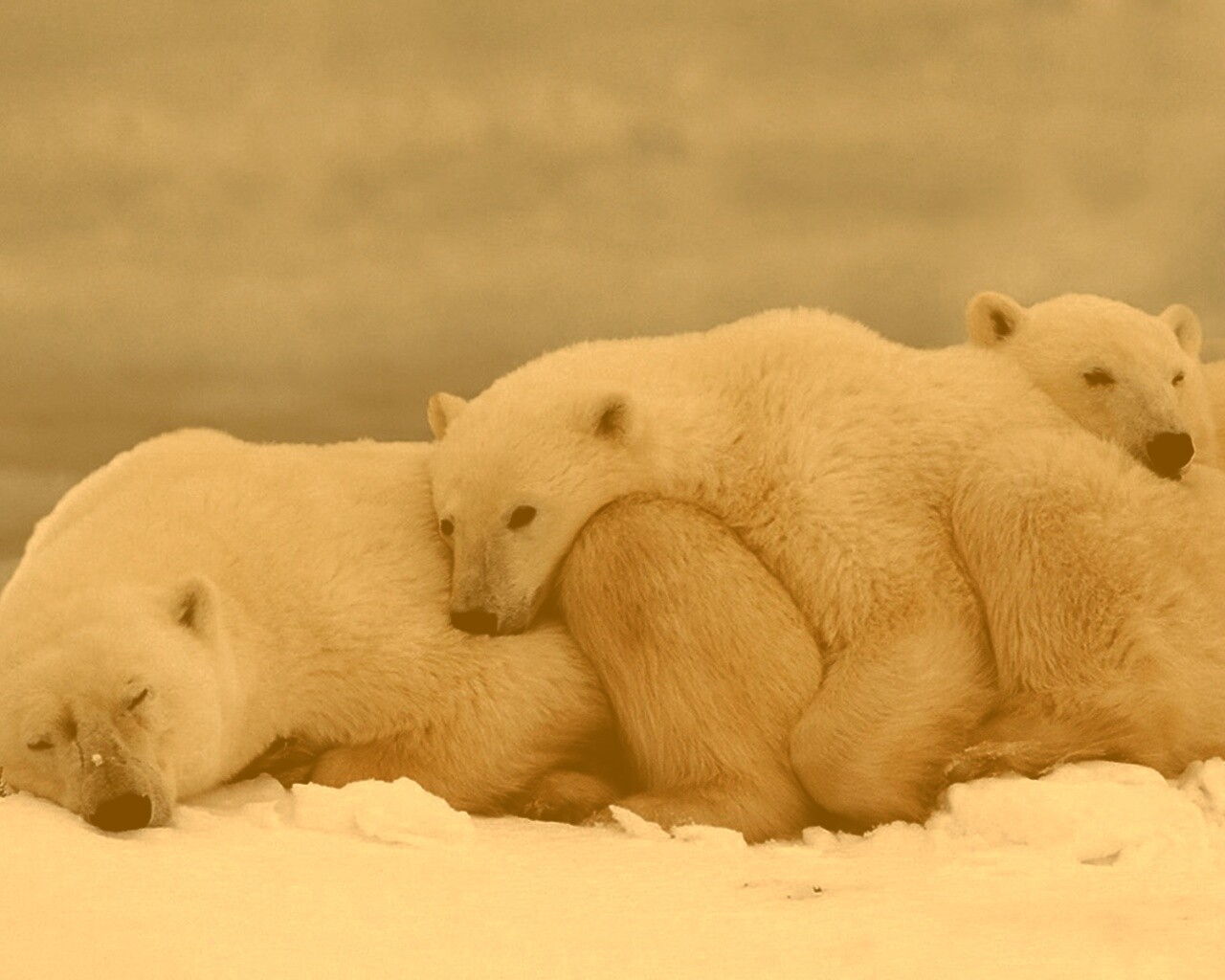 Белые мишки спят обои