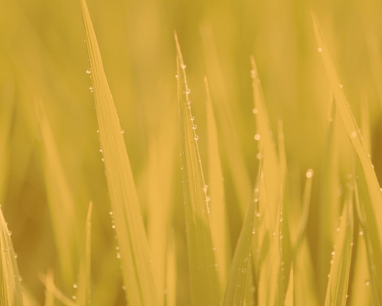 Яркая зеленая трава обои