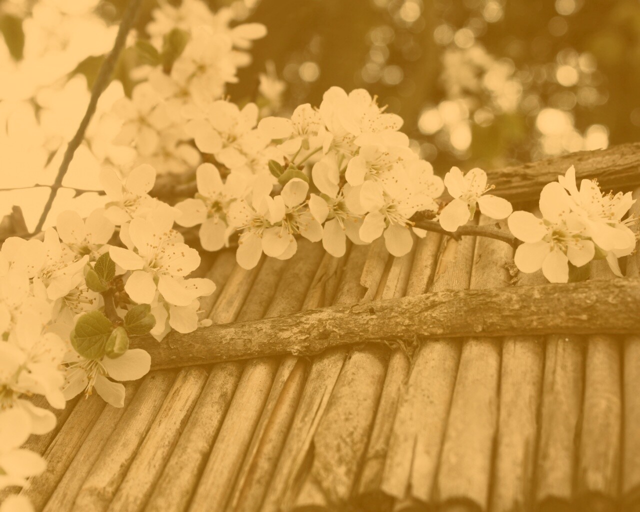 Веточка цветущей вишни обои