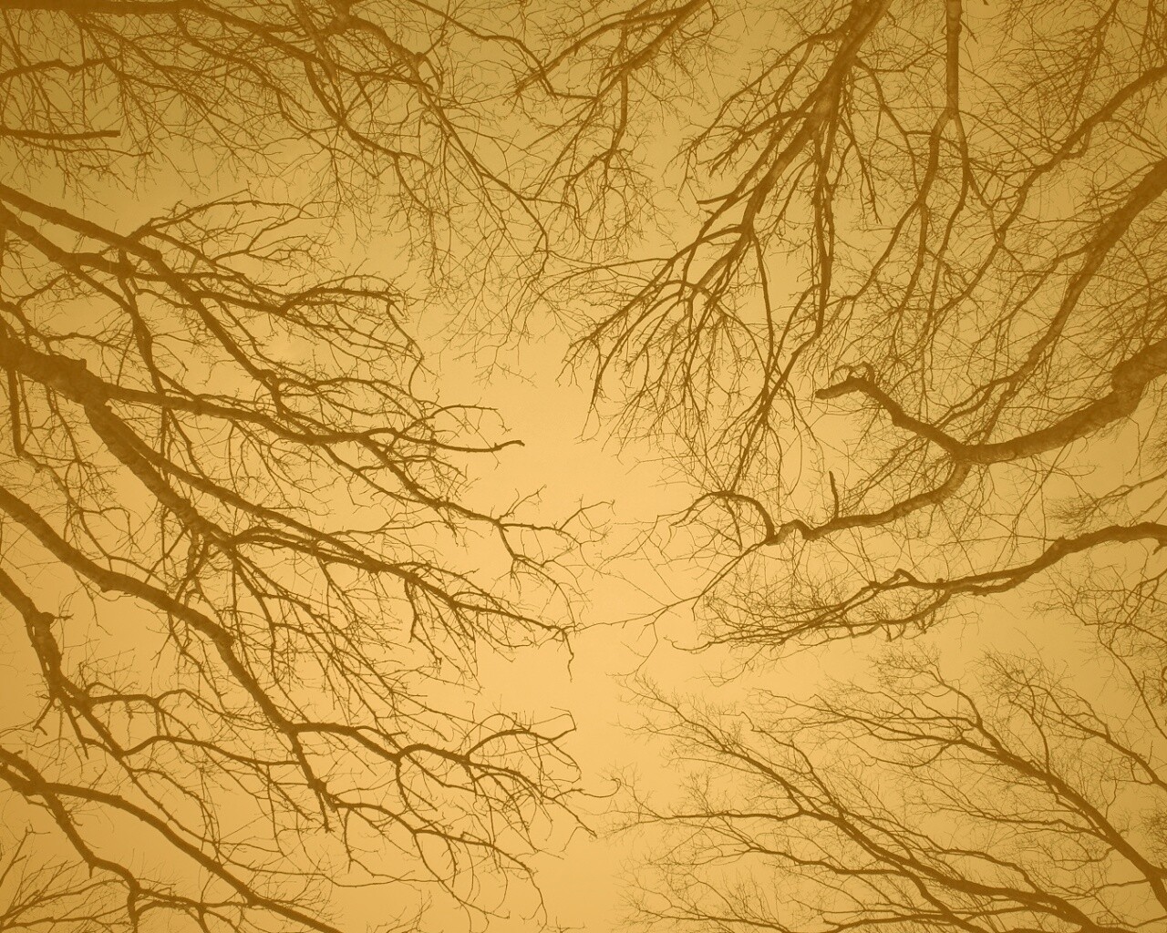 Голые кроны деревьев на фоне неба обои