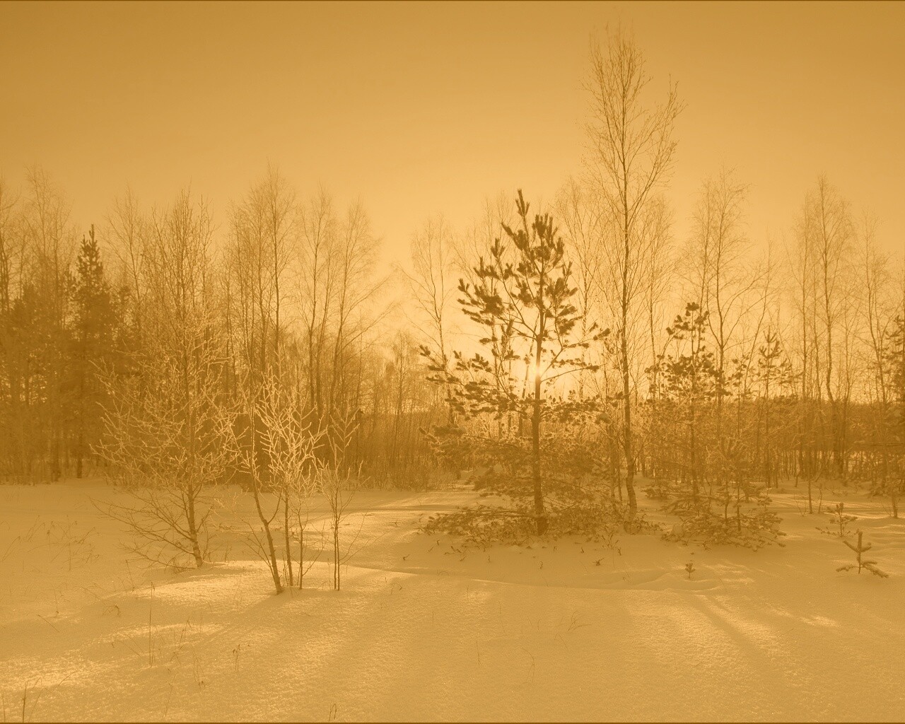 Зимний лес обои