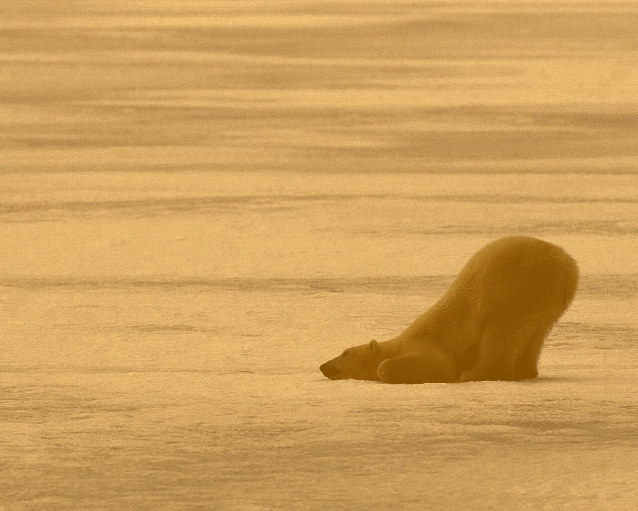 Полярный мишка в смешной позе обои