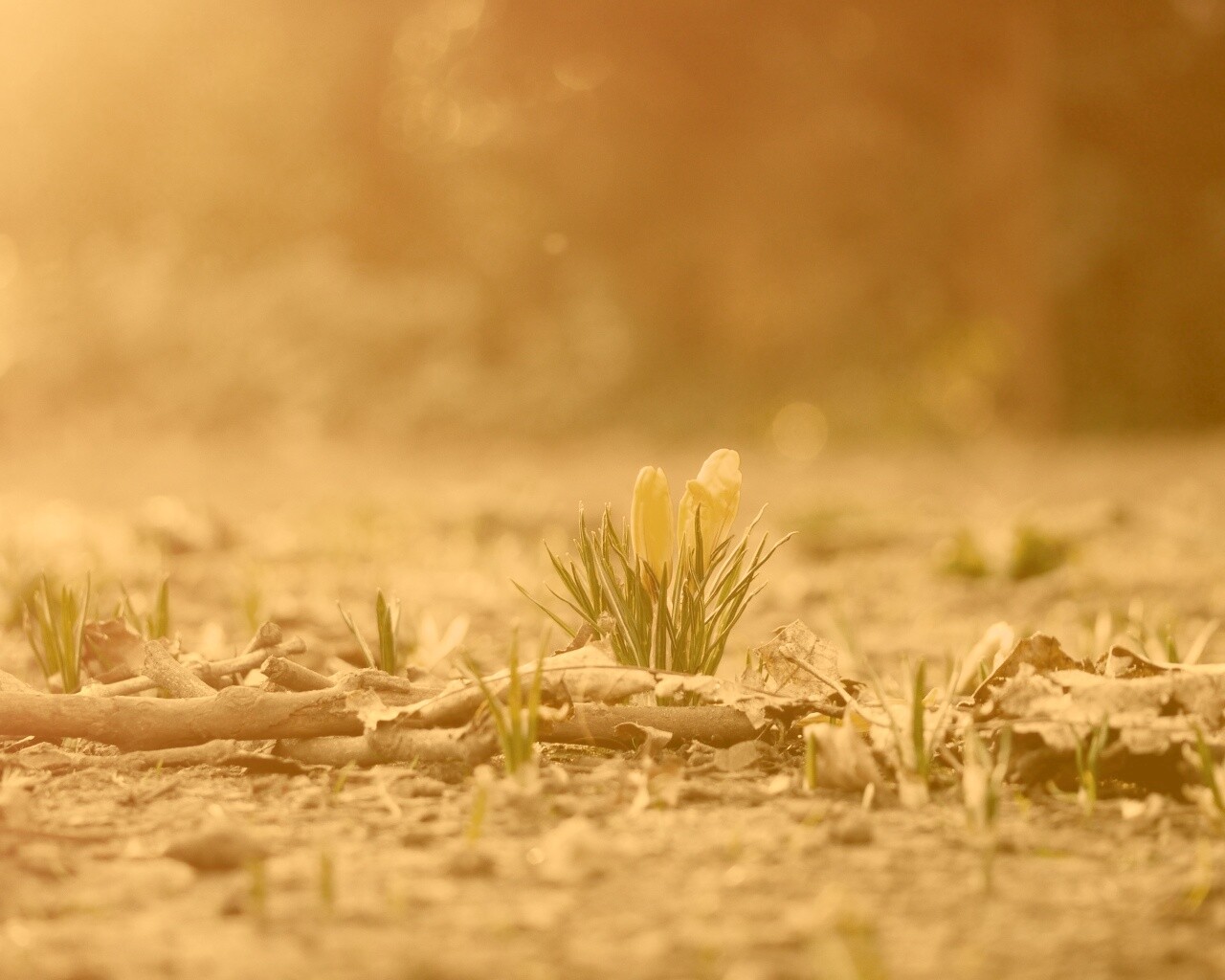 Весенняя трава и цветы обои
