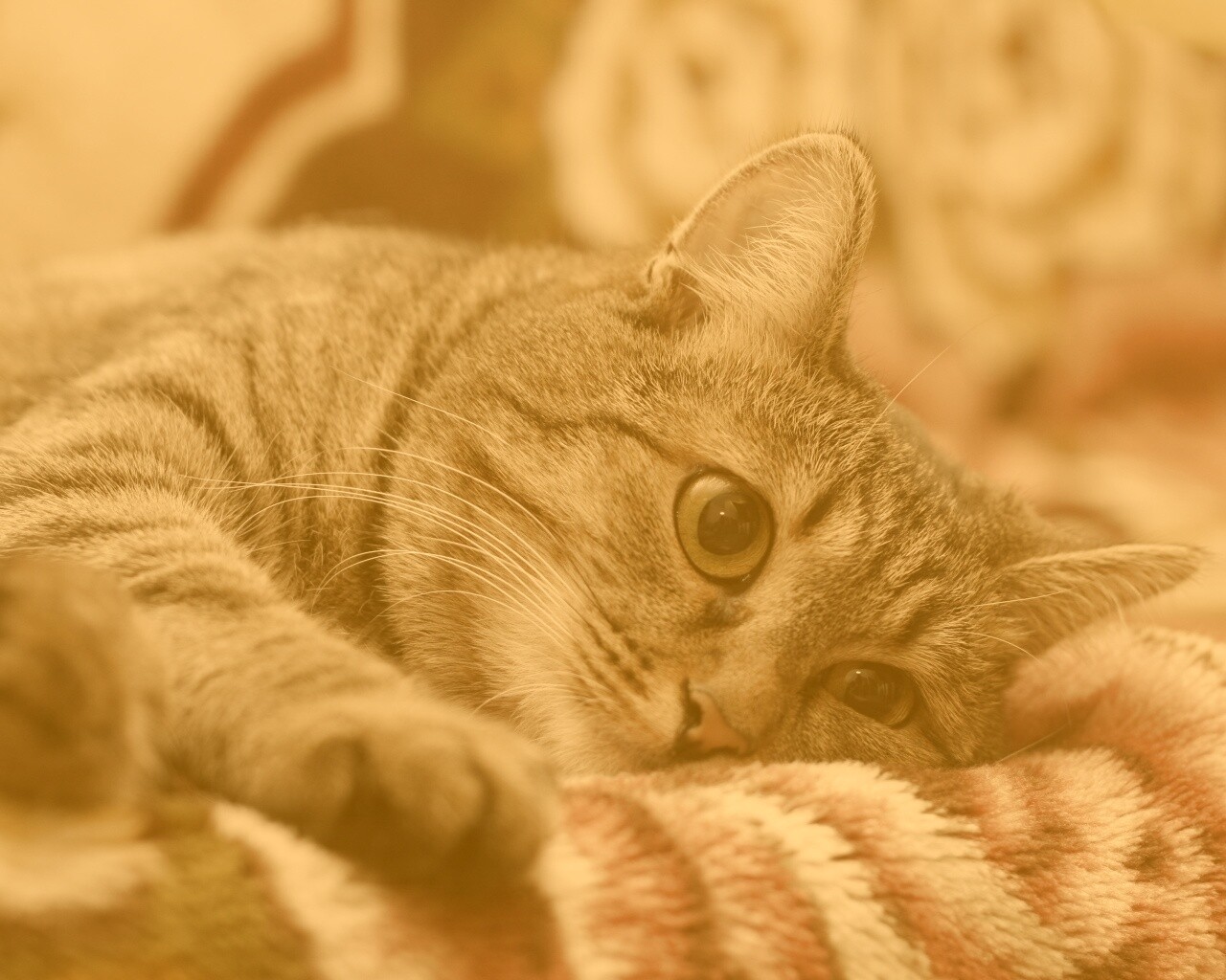 Полосатая кошка обои