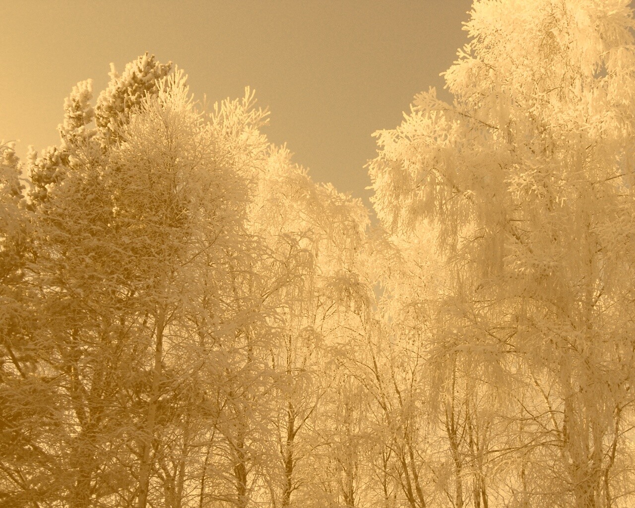 Замерзший лес обои