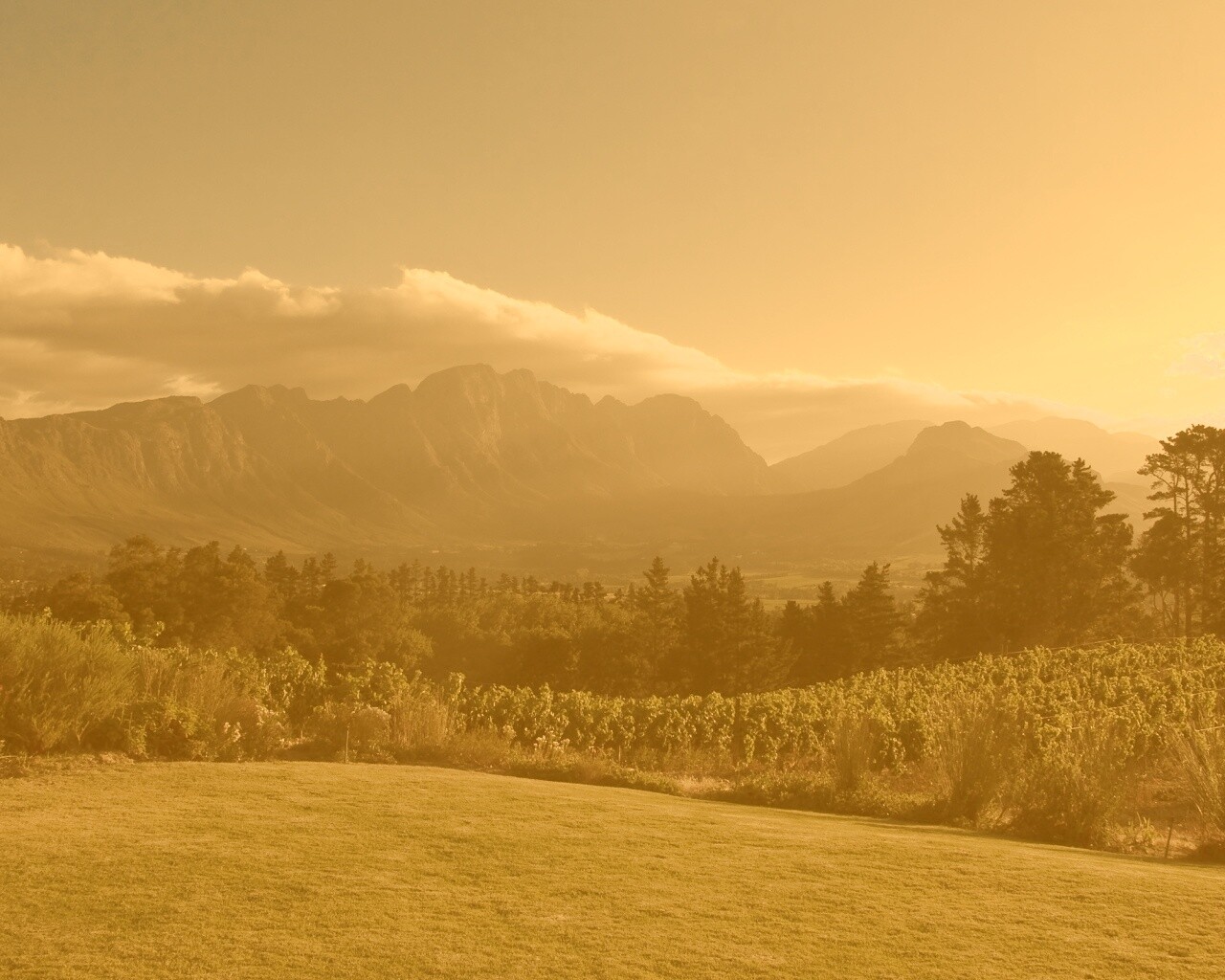 Виноградники в Африке обои