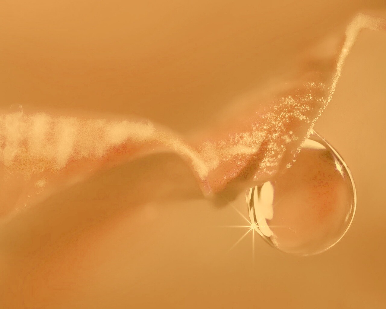 Макро капля на лепестке обои