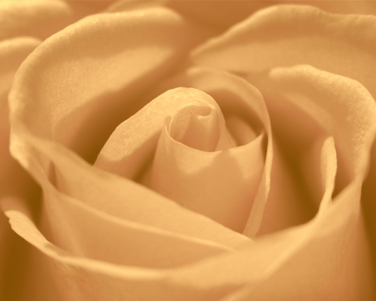 Фиолетовая роза макро обои