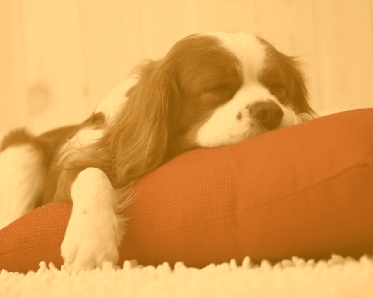 Спящий щенок на красной подушке обои