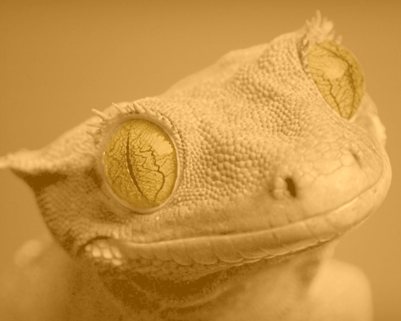 Ящерка обои