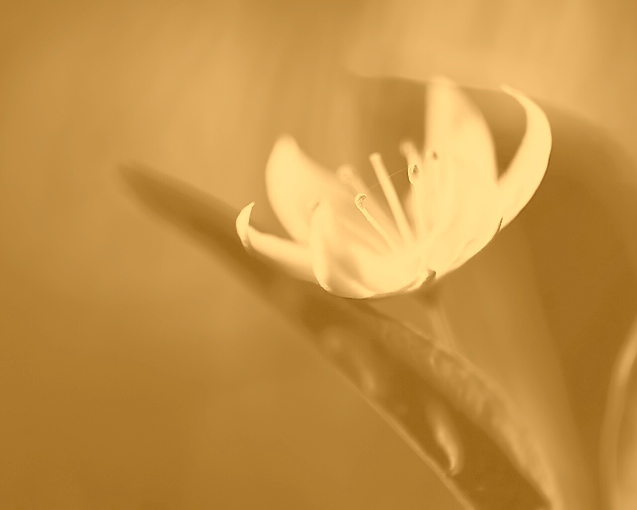 Белый цветок обои