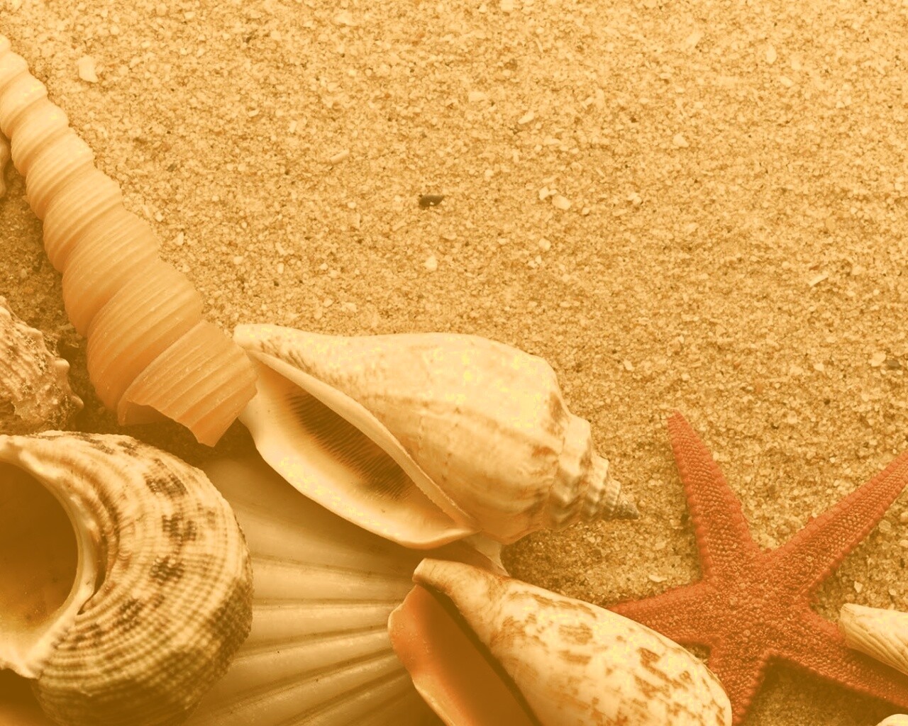 Морские раковины и звезды обои