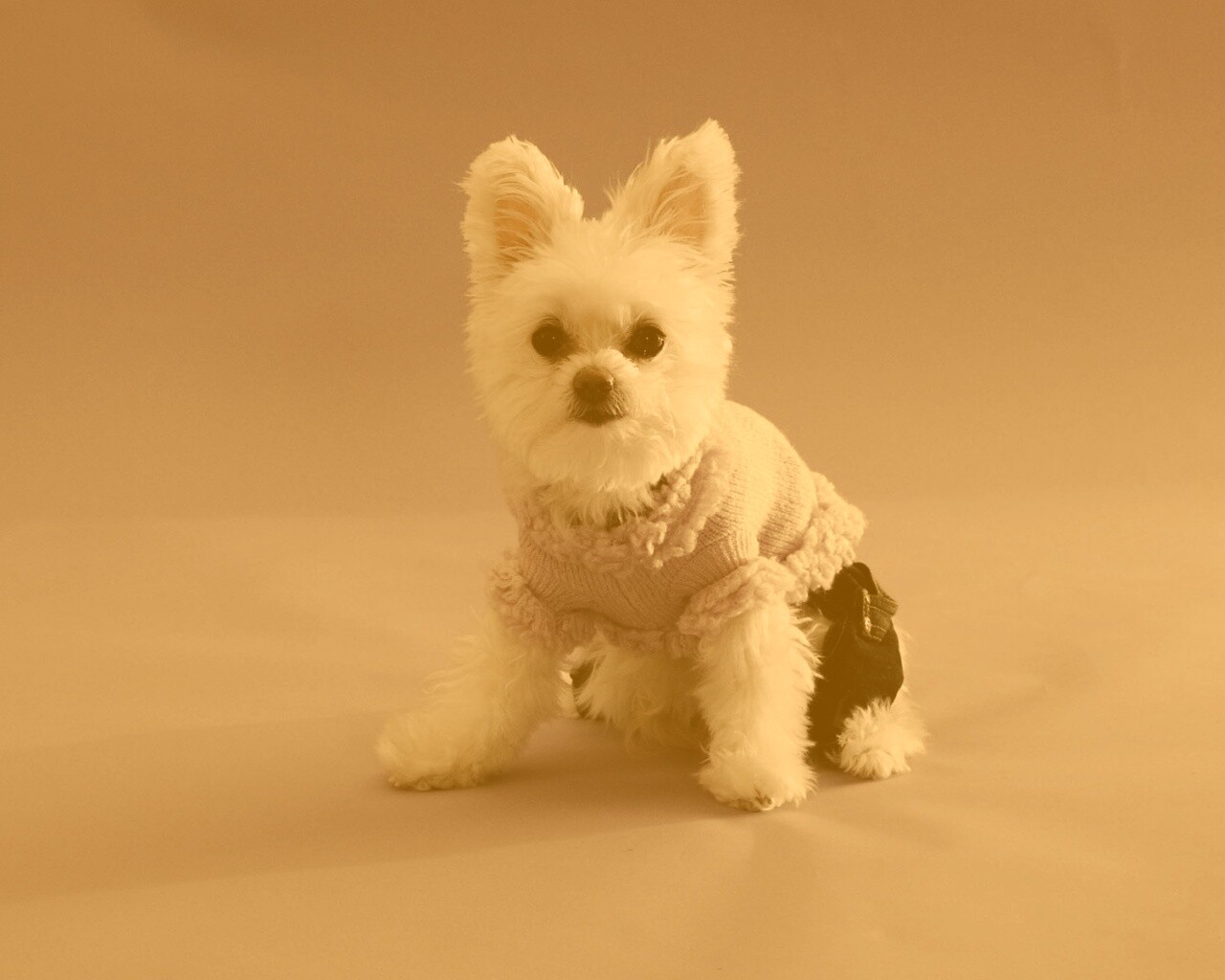 Собачка в свитере обои