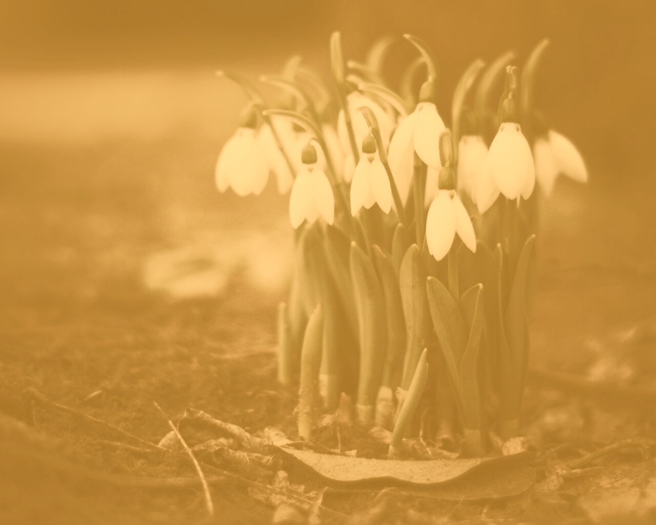 Подснежники - весенние цветы обои