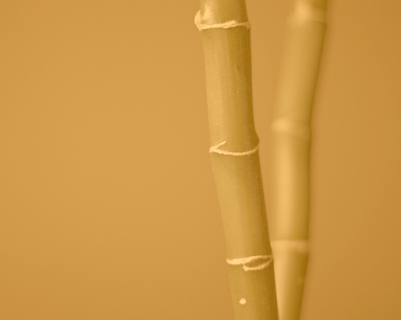 Макро фото стебля бамбука обои