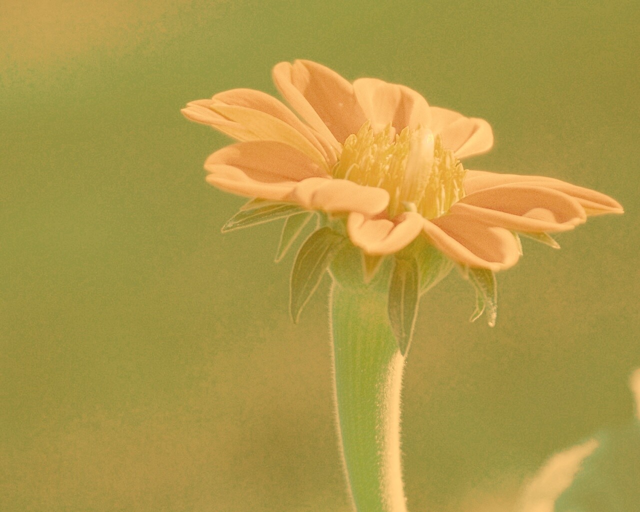 Красивый красный цветок обои