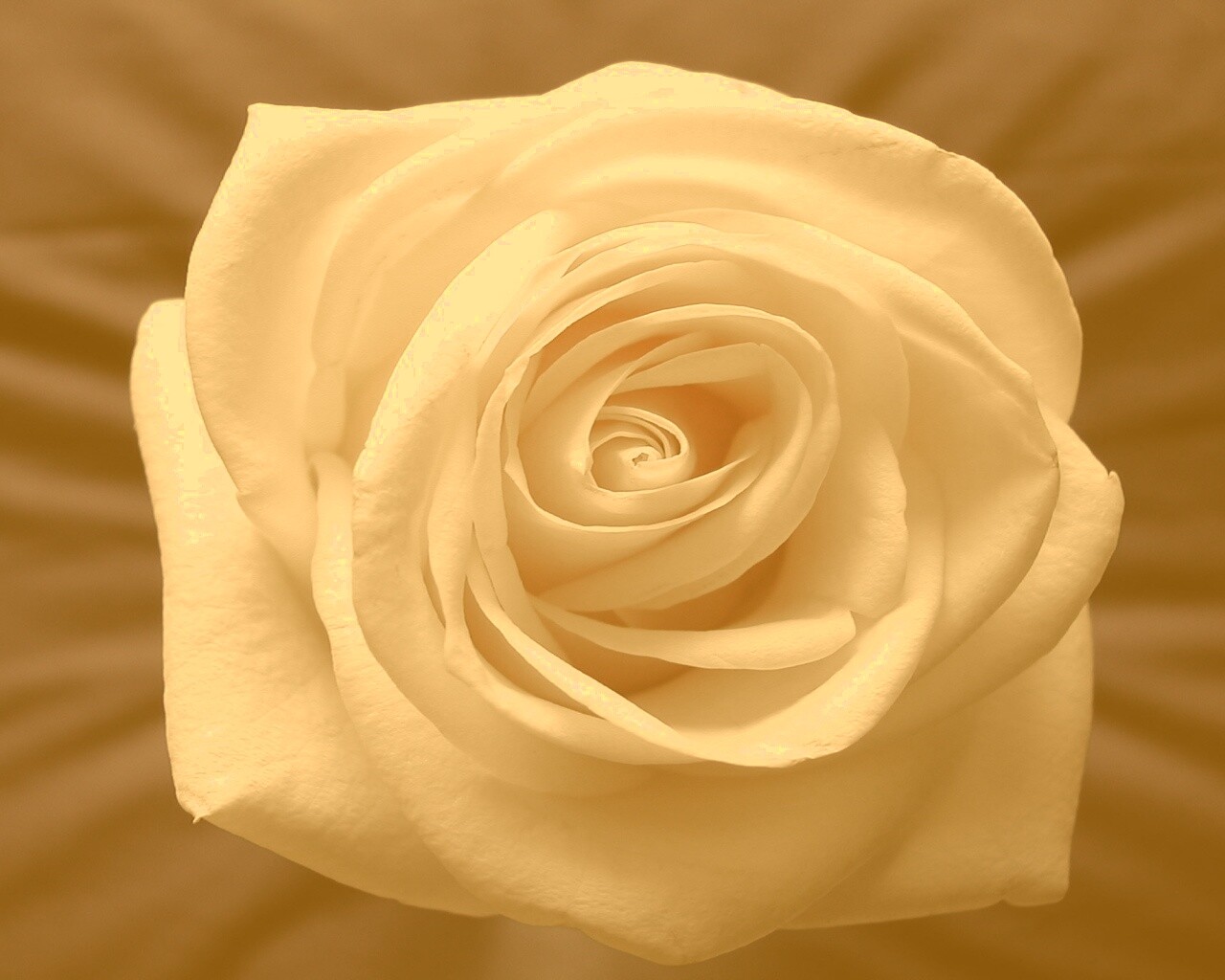 Белая роза на синей ткани обои