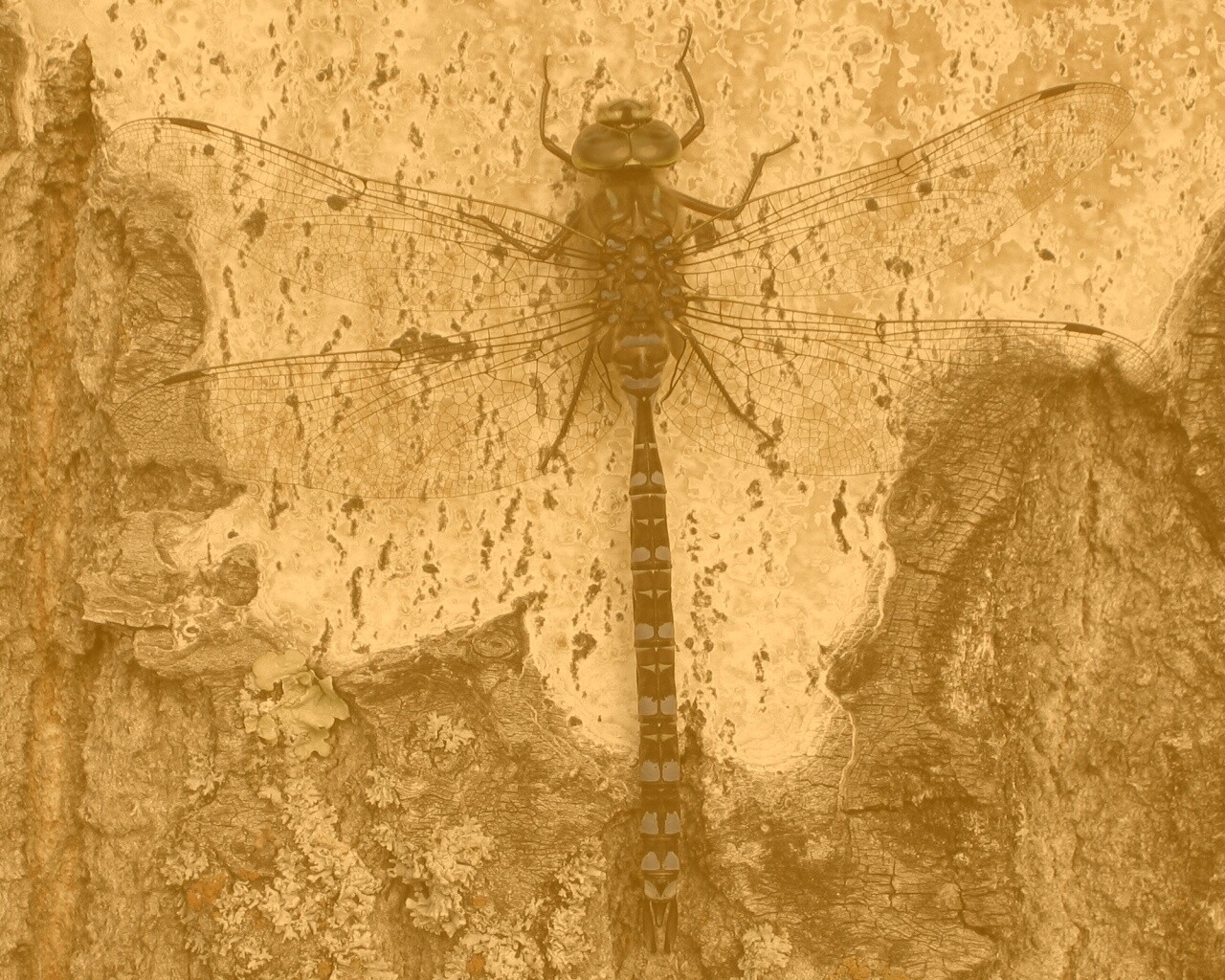 Стрекоза на дереве обои