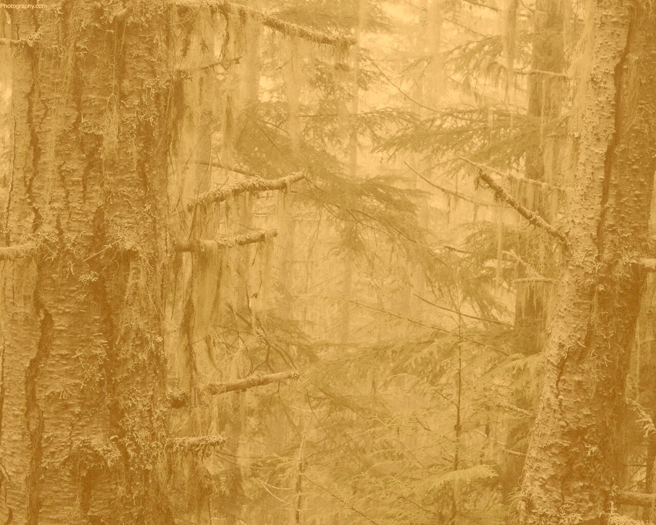 Дремучий лес обои