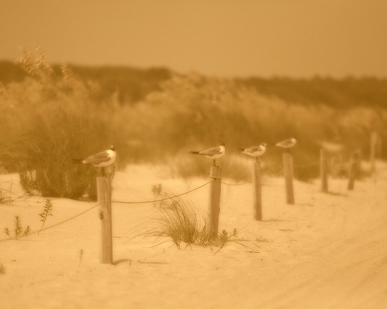 Птички на столбиках обои