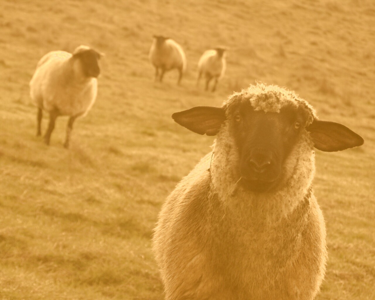 Овцы на пастбище обои