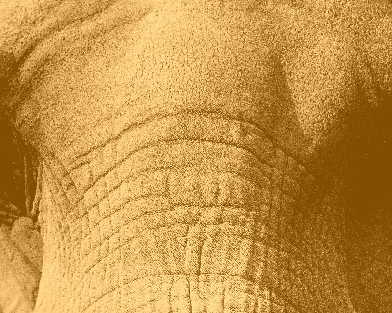 Слонячие глаза обои