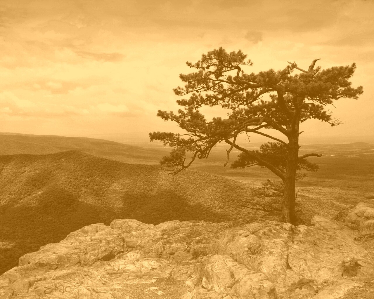 Горное дерево в черно-белых тонах обои