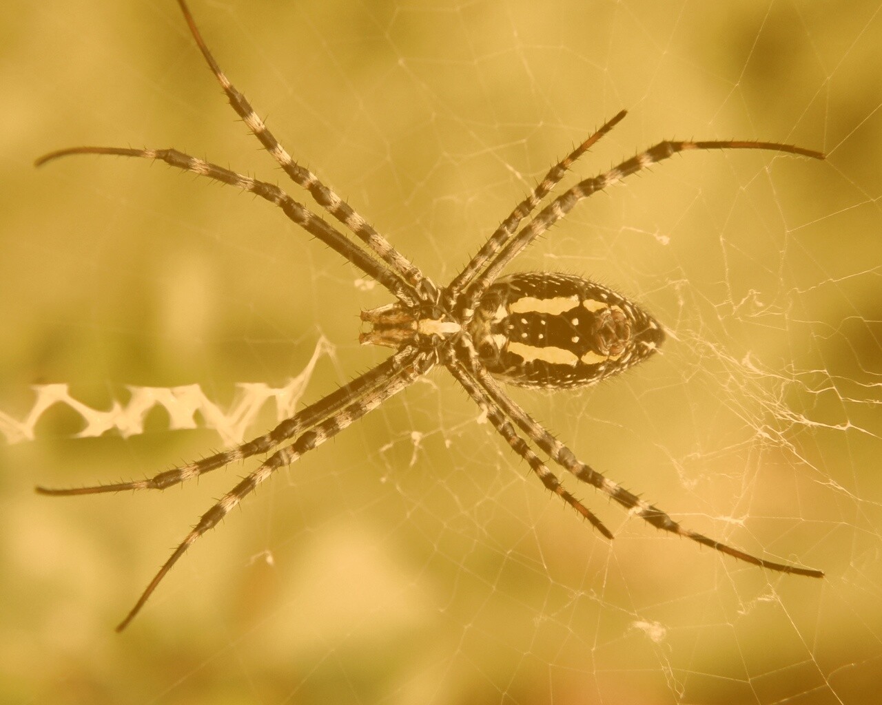 Огромный паук обои