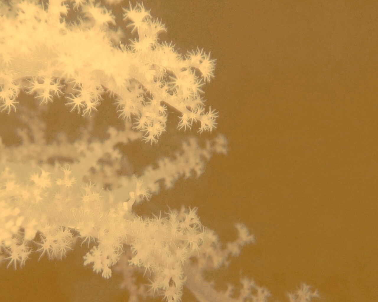 Кораллы обои