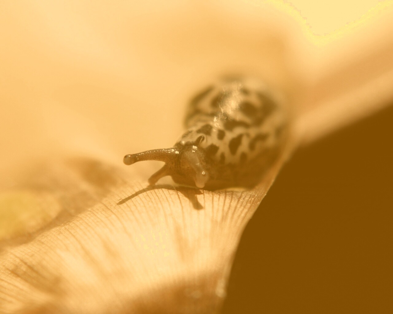 Ползущая улитка обои