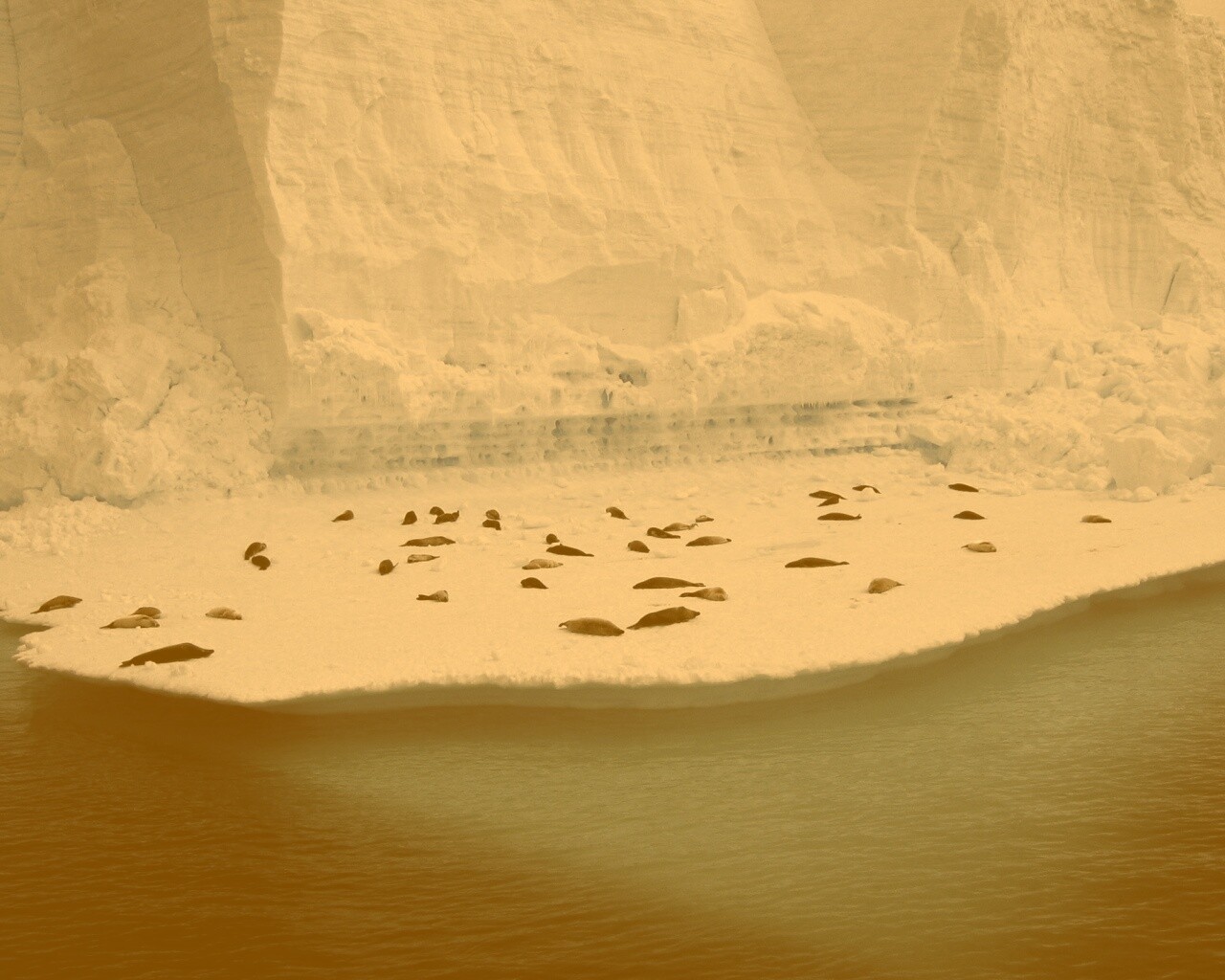 Лежбище тюленей обои