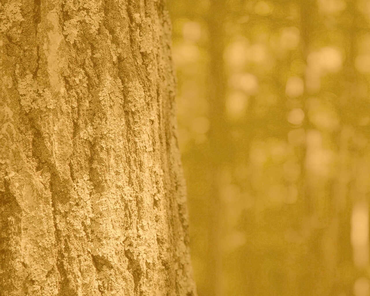 Ствол дерева обои