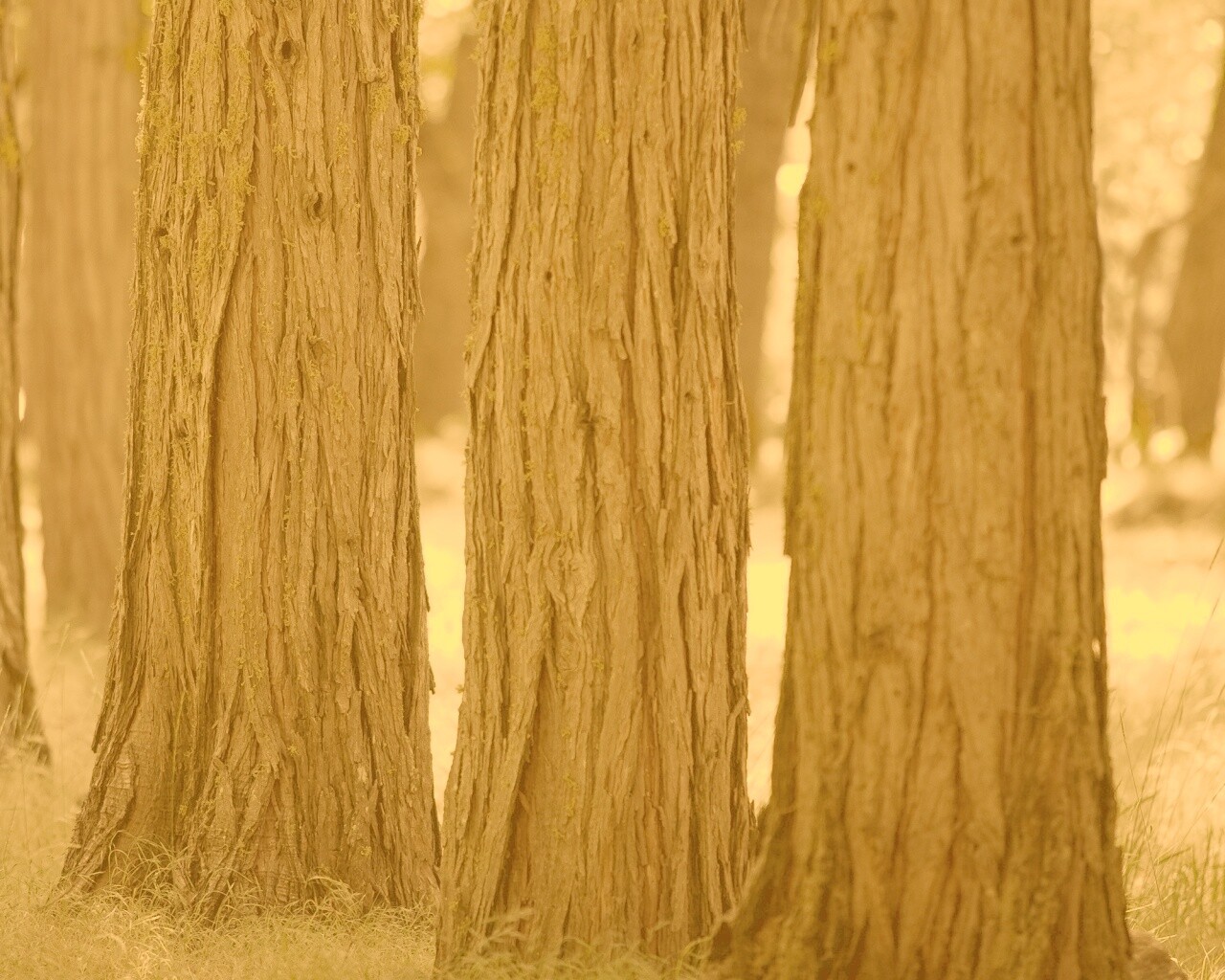 Стволы деревьев  обои