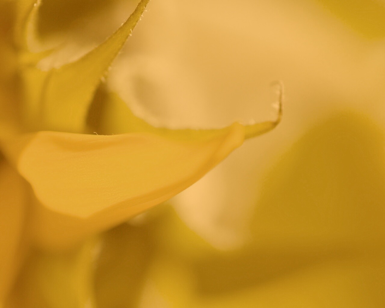 Солнечный цветок обои