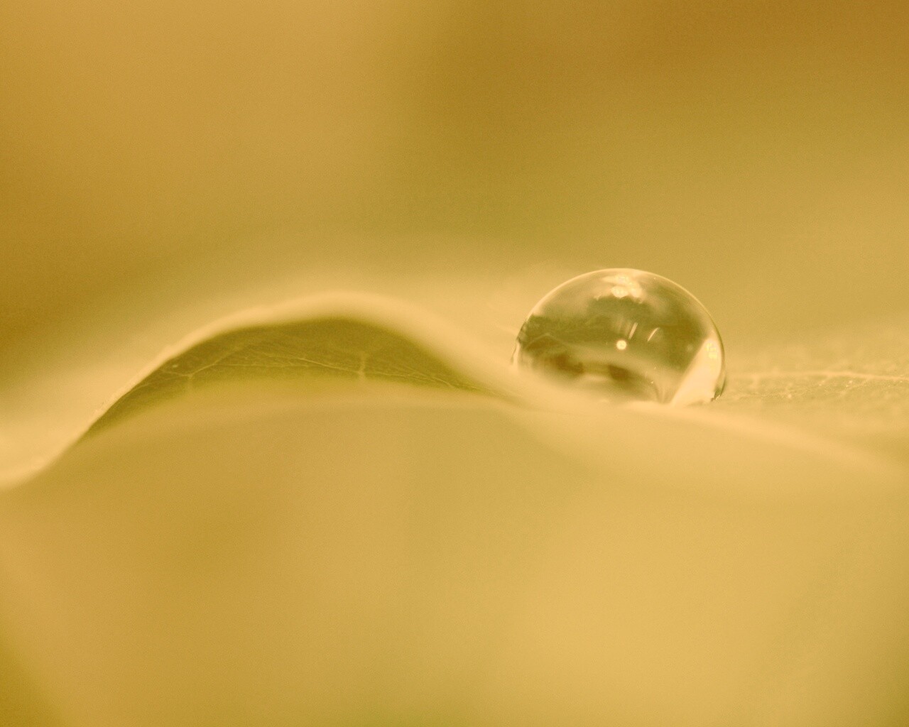 Фотография капли воды в макро обои