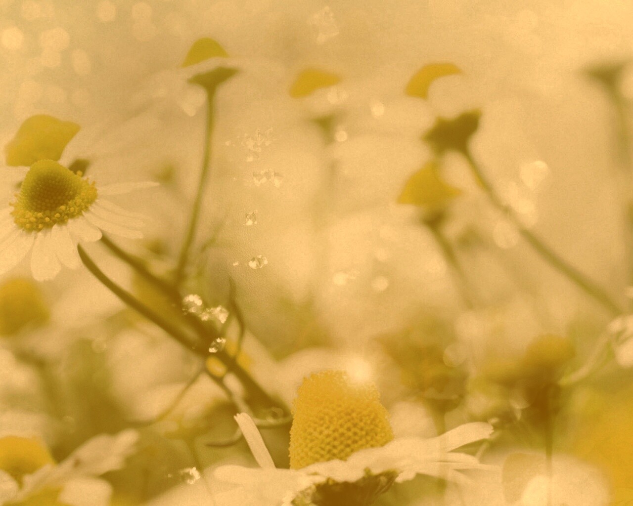 Летние цветы в лучах света обои