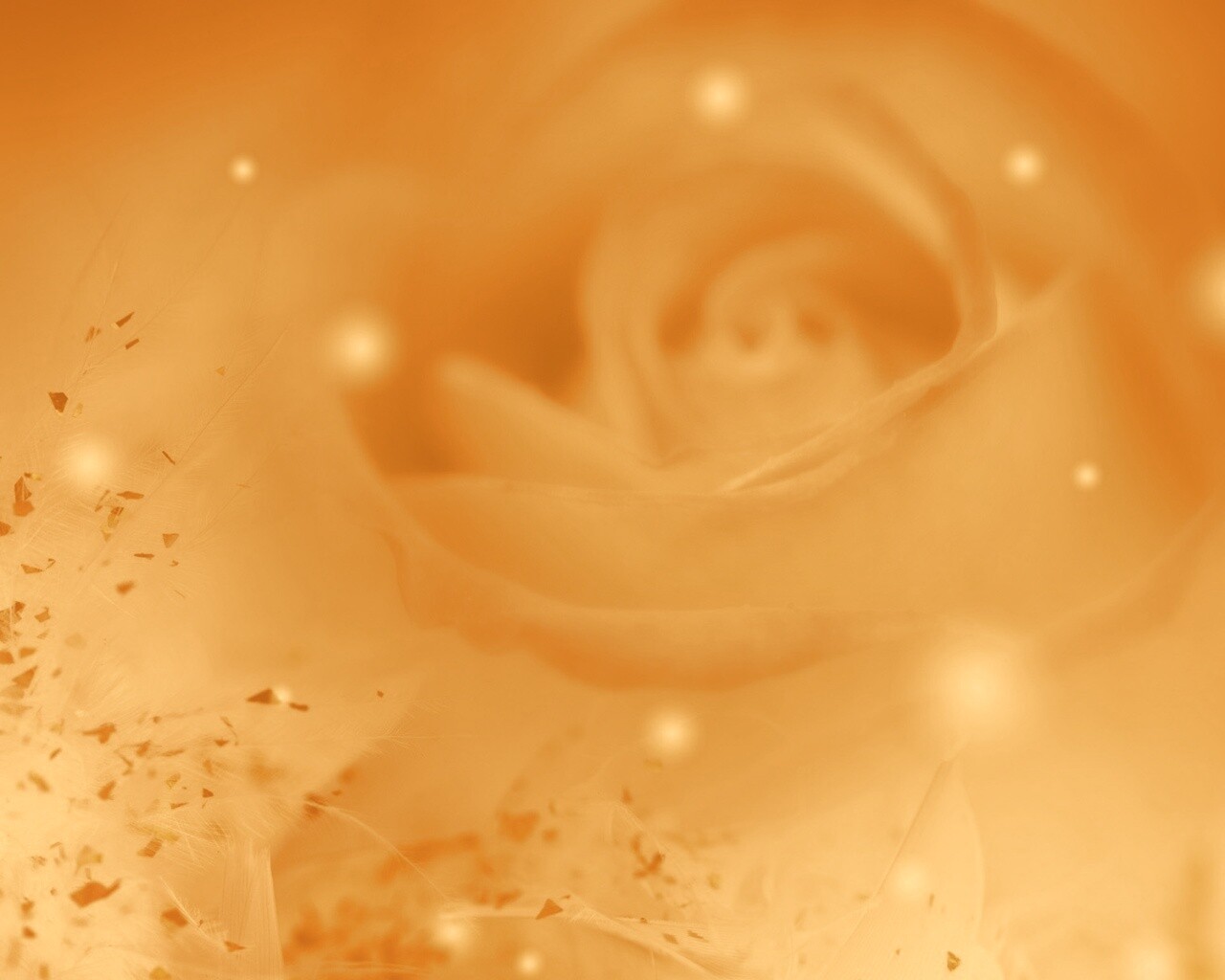 Туманная роза обои