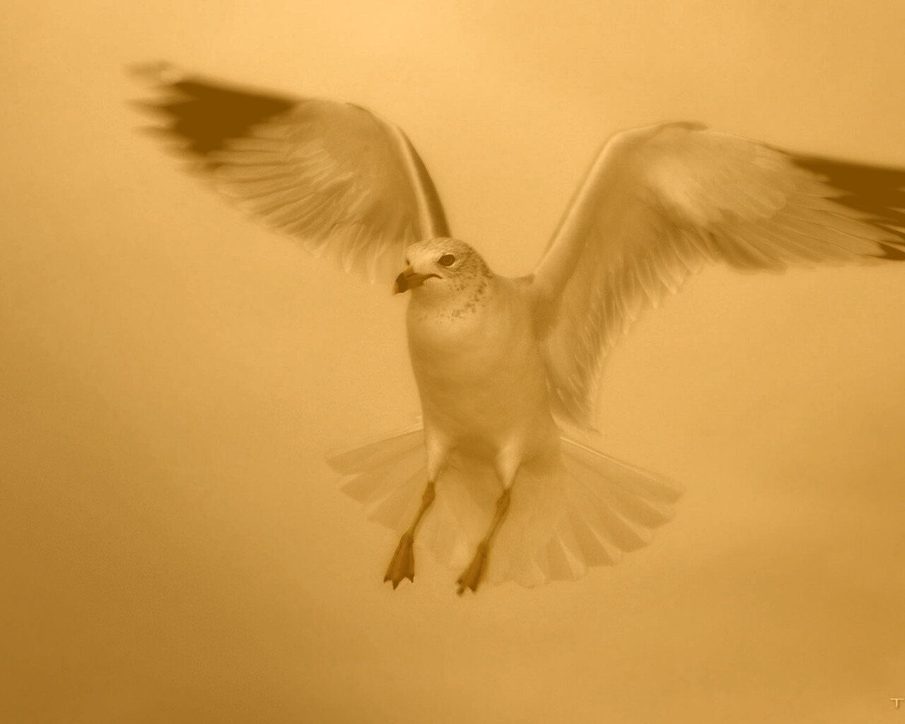 Гордая белая птица обои