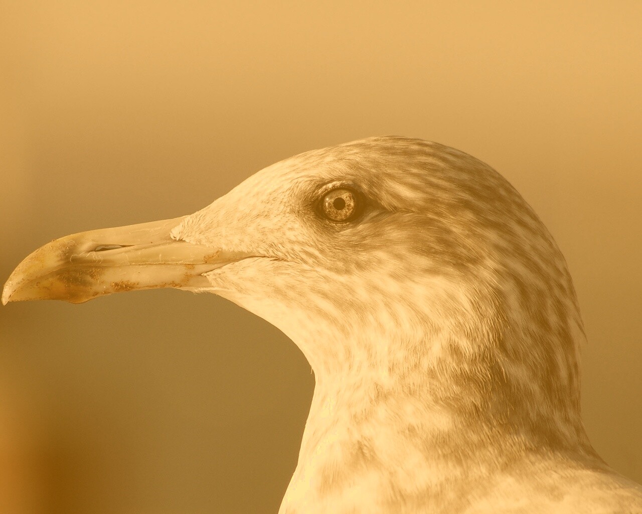 Птичка с длинным клювом обои
