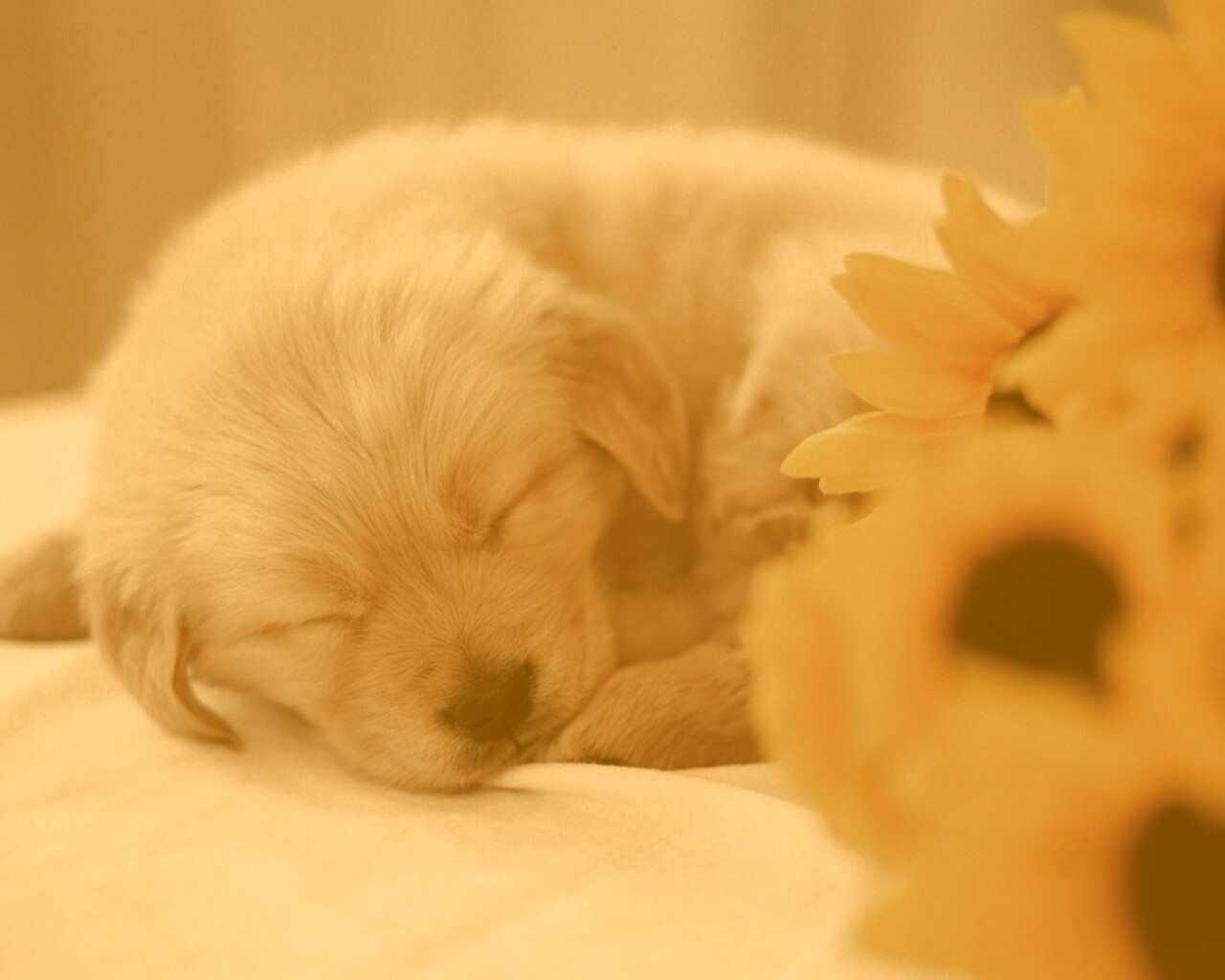 Спящий щенок обои