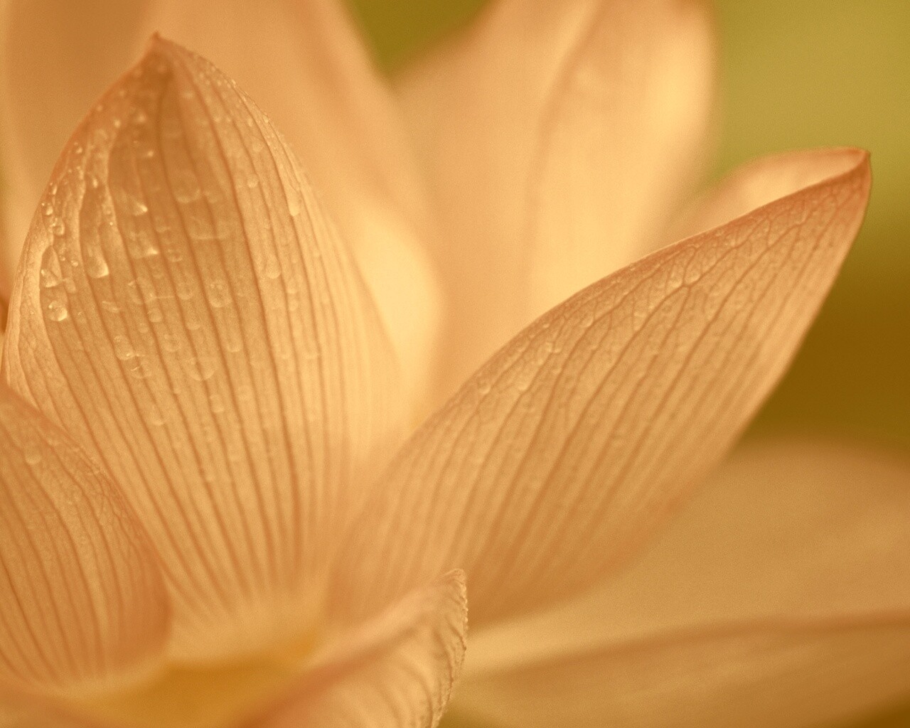 Лепестки цветов обои