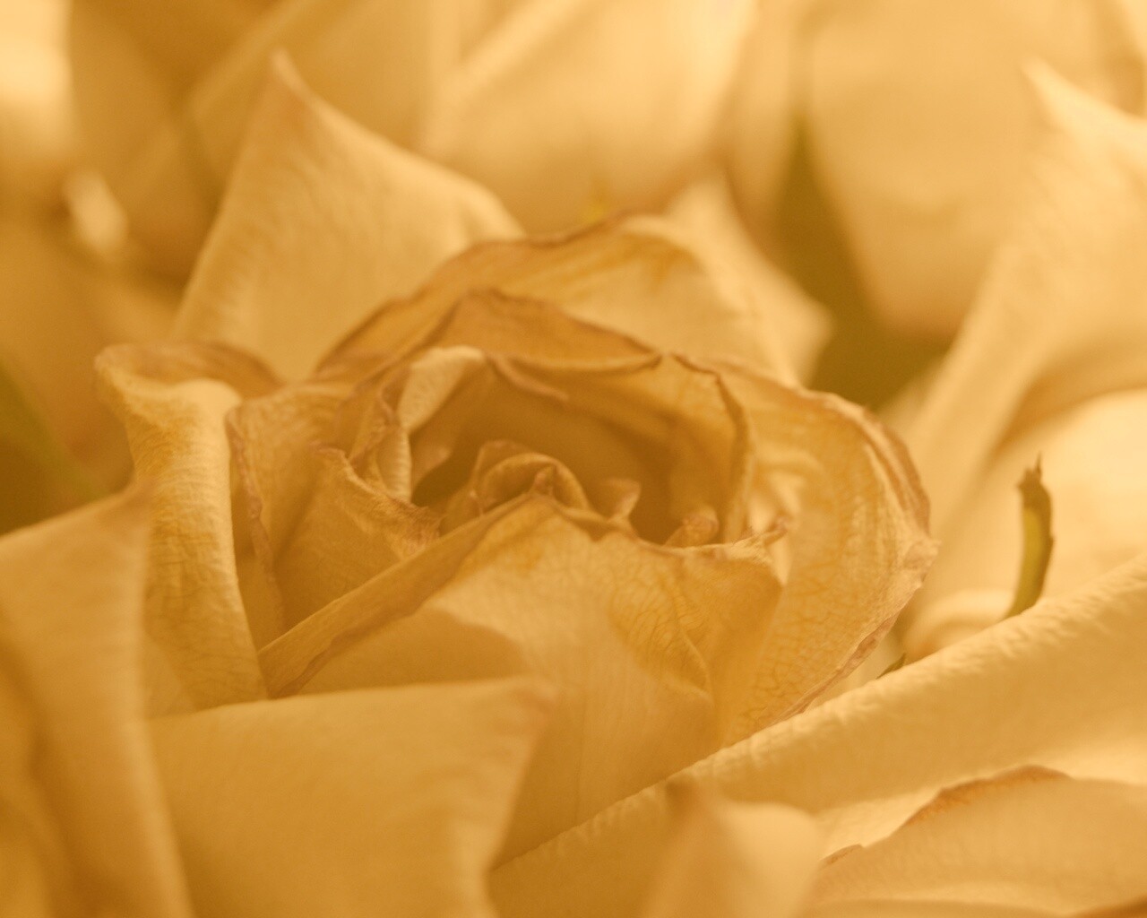 Увядающая роза обои