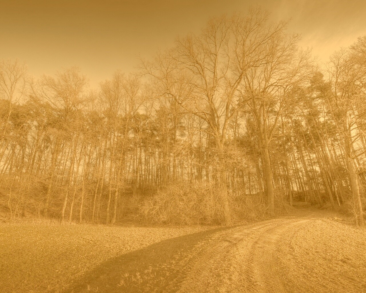 Дорога в лес обои