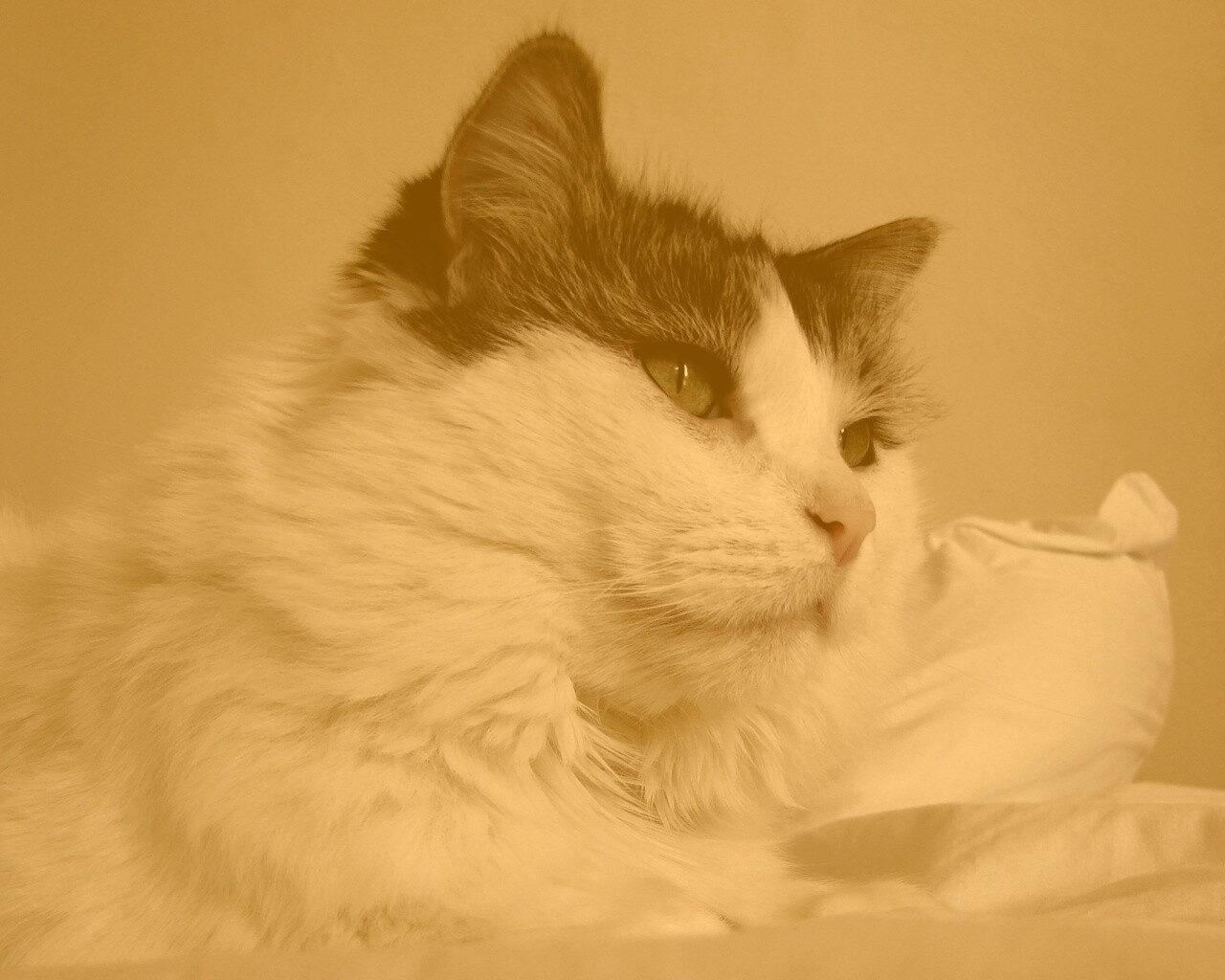 Белый кот с серой макушкой обои