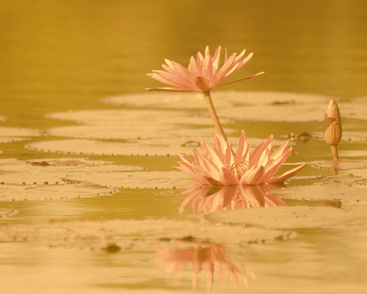 Цветущие кувшинки обои