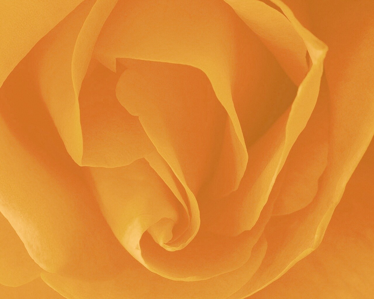 Макро фотка бутона обои